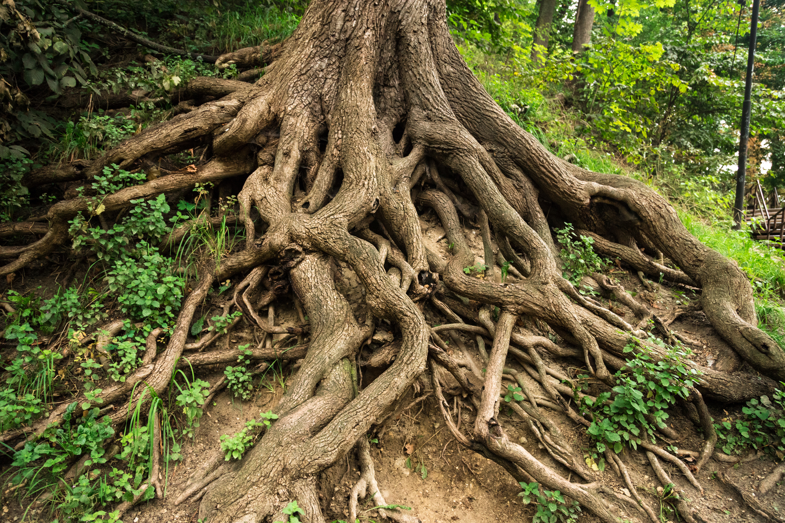 Tree roots