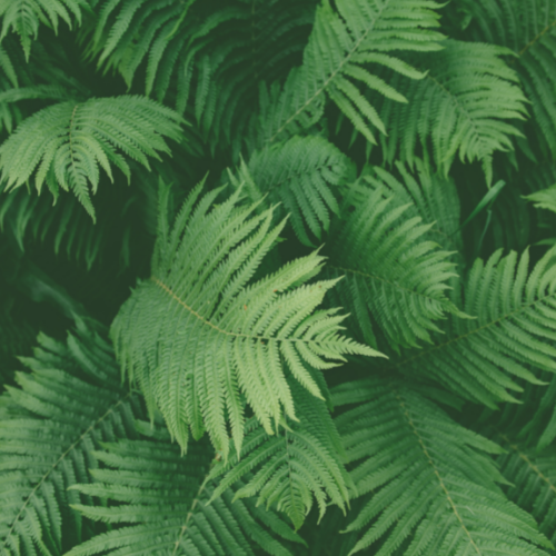 Group of Green Fern Leaves Background