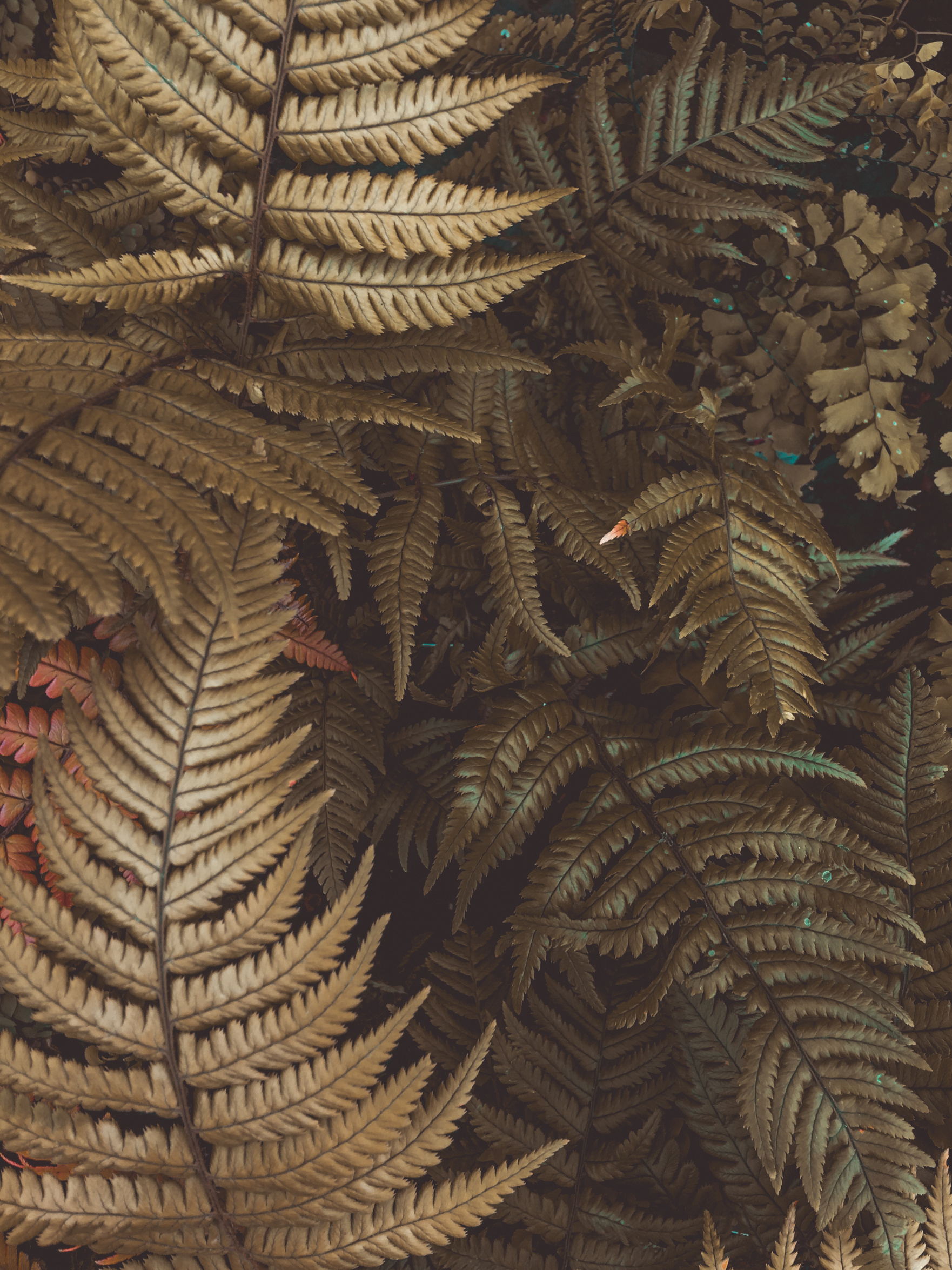 Photo of Fern Plants